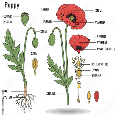 Botanical poppy anatomy diagram with labeled parts, clean monoline strokes and structured editorial vector style for education and infographics