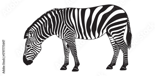 Striking zebra illustration black and white vector design perfect for wildlife projects and educational materials