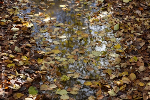 brown and yellow leaves fallen on the ground in autumn
