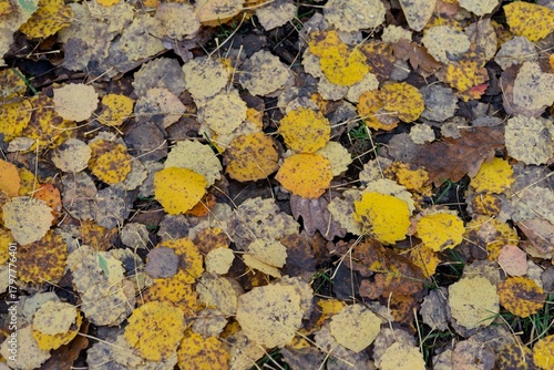 brown and yellow leaves fallen on the ground in autumn
