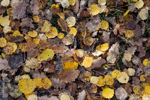 brown and yellow leaves fallen on the ground in autumn