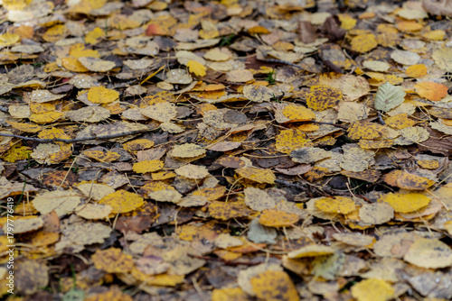 brown and yellow leaves fallen on the ground in autumn