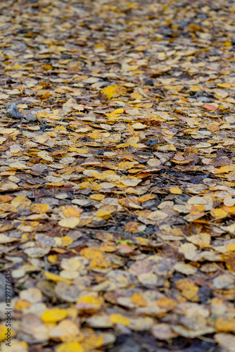 brown and yellow leaves fallen on the ground in autumn
