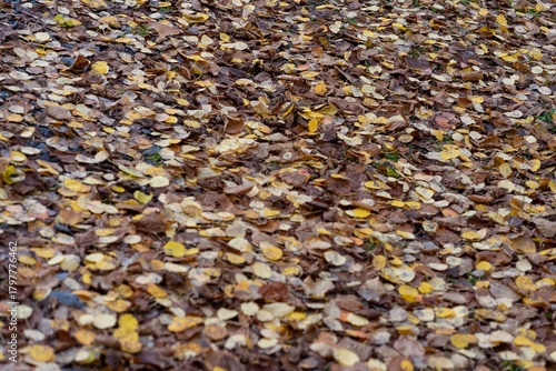 brown and yellow leaves fallen on the ground in autumn