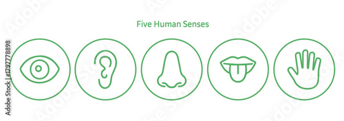 Five human senses editable stroke outline icons set. Flat vector illustration of human senses including ear, eye, nose, lips, and hand in minimalist design style. Vector illustration eps