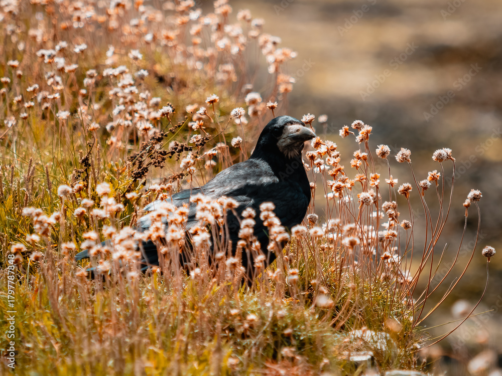 Naklejka premium A dark, rugged bird, Raven or Crow, sits partially hidden among dry, sun-drenched coastal grasses and clusters of faded white and beige wildflowers, blending into the earthy tones of the landscape.