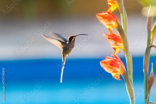 Beija flor, Bem Viver, Equilíbrio, Paz interior, Terapia Corporal, Protagonista da sua vida - essa precisa pegar muito. Vai ser meu carro chefe a partir de hoje, Bem querer, Descanso, Conexão, Corpo, 