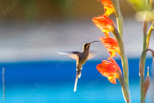Beija flor, Bem Viver, Equilíbrio, Paz interior, Terapia Corporal, Protagonista da sua vida - essa precisa pegar muito. Vai ser meu carro chefe a partir de hoje, Bem querer, Descanso, Conexão, Corpo, 