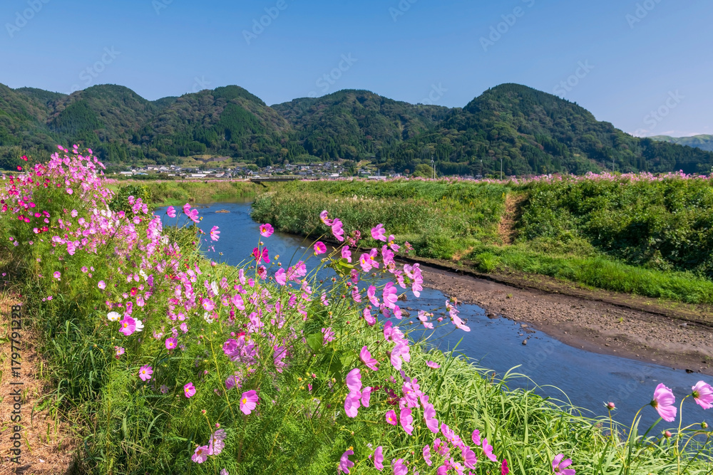Fototapeta premium Cosmos flowers along river at Ogomorihana Park,Aso,Kumamoto