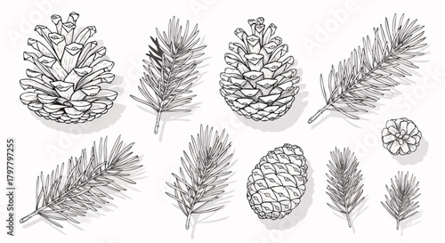 This elegant hand-drawn collection features various pine cones and delicate evergreen needles, perfect for crafting festive holiday designs and wishing everyone a merry Christmas.