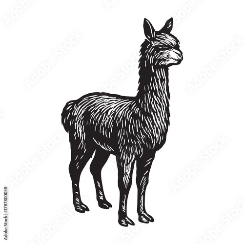 Elegant Llama Standing Tall A Striking Illustration for Animal Lovers and Nature Enthusiasts