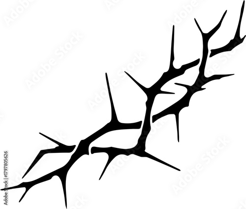 Dried, thorny branch against white background. Thorns densely cover a long, thin, brown branch. Natural, isolated