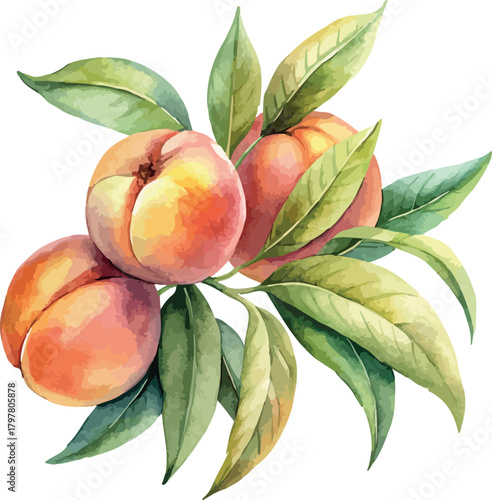Juicy Peaches Classic Botanical Watercolor Vector Illustration