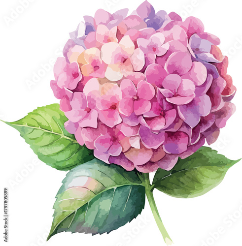 Vivid Pink Hydrangea Flower Botanical Vector Watercolor Illustration