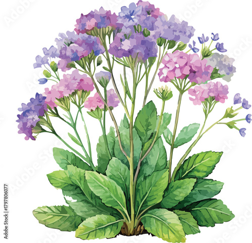 Verbena Bush with Pink Flowers Botanical Classic Watercolor Vector Illustration