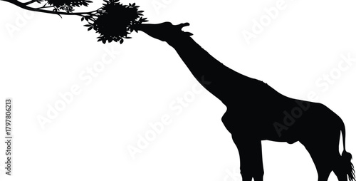PrintGiraffe silhouette feeding, tree branch leaves, African wildlife, long neck animal, nature behavior, black outline, white background, savanna scene