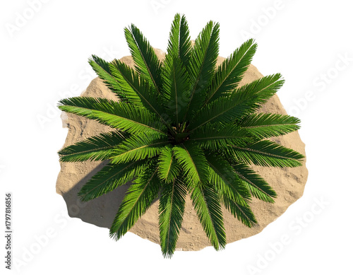 Miniature Desert Palm Tree, Top-Down Perspective, Transparent PNG