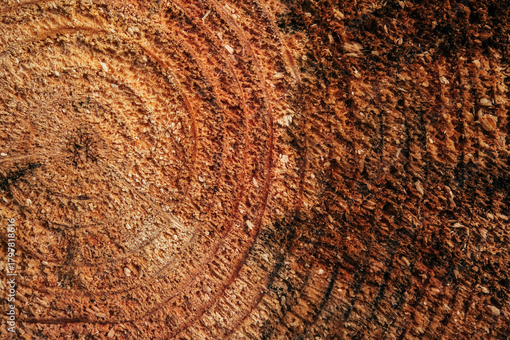 Fototapeta premium Macro shot of wood cross-section revealing concentric rings and rich brown tones, highlighting natural wood texture. Concept of timeless nature