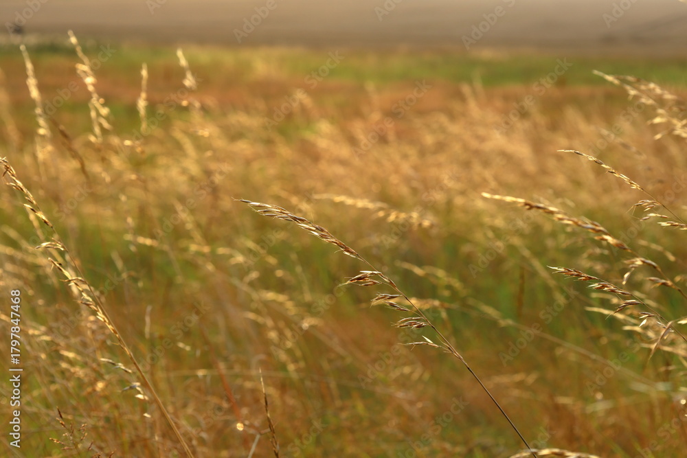 Obraz premium Sun at grass and meadow one summer day. Around golden hour. Landscape view. Skara, Sweden.