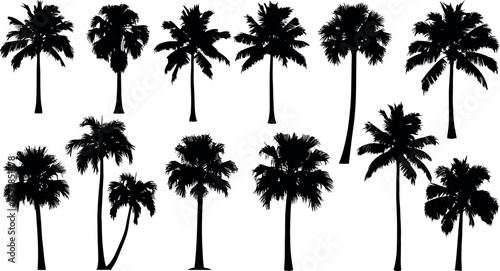 Collection of black silhouette palm trees isolated on white background for tropical and beach designs