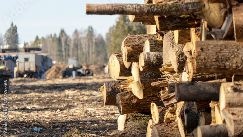 Fotografia Harvesting or felling of forests for furniture production