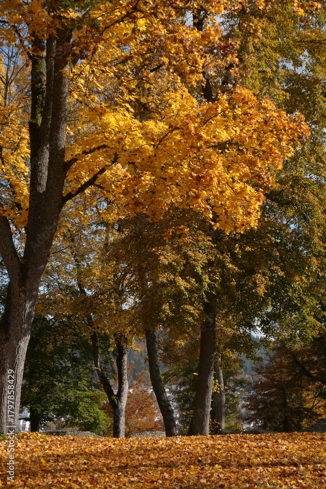 Fototapeta premium Autumn Foliage