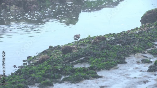 Close-Up Ruddy Turnstone Foraging on Rocky Shore -2260