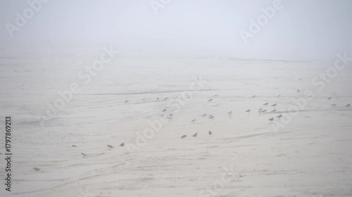 Flock of Shorebirds Resting by Foggy Portuguese Dunes -2274