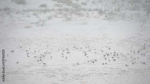 Flock of Plovers Hopping on a Foggy Atlantic Beach -2282