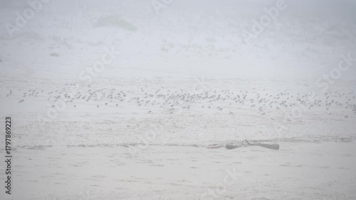 Wide Flock of Shorebirds Resting by Foggy Portuguese Dunes -2275