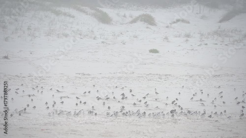 Large Flock of Plovers Sheltering on Foggy Atlantic Beach -2283