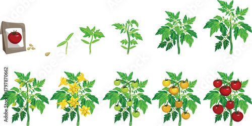 Life cycle of tomato plant development from seed and sprout to fruiting plant with ripe red fruits. Growth stages of tomato plant isolated on white background
