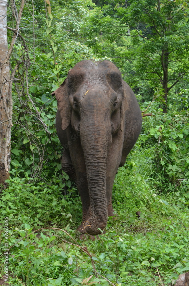 Fototapeta premium Asian elephant in nature