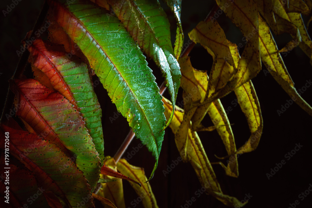 Naklejka premium Fading foliage. Drying leaves on a branch against a dark background