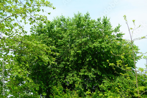 Fényképezés Prunus padus, a deciduous bird cherry tree in the rose family with white fragrant flowers and black drupes, commonly found in moist Korean valleys