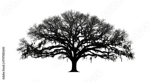 Silhouette of a large, majestic oak tree against a bright white background.