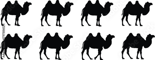 Camel silhouettes, desert animal, wildlife motion, Bactrian camel, two hump, nature illustration, walking pose, animal anatomy, travel icon, zoology reference