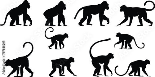 Monkey silhouettes, animal poses, wildlife motion, primate stance, tail shapes, jungle creatures, walking monkeys, standing primates, nature illustration, zoology reference