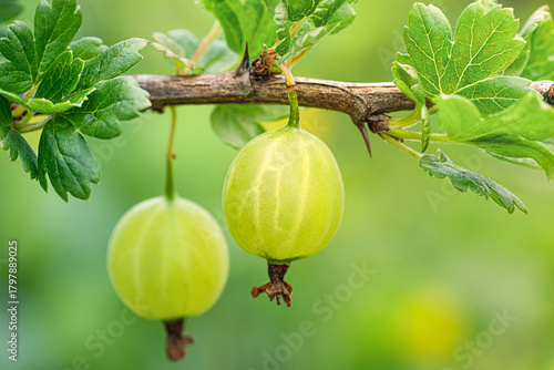 Two green gooseberry fruits hang from a branch, surrounded by bright green leaves.