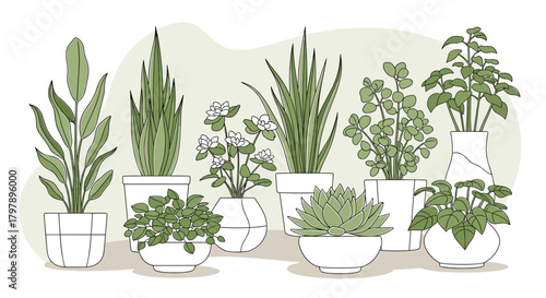 A collection of healthy green houseplants in various white pots on a shelf.