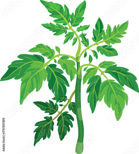 Tomato plant with green leaves  isolated on white background	
