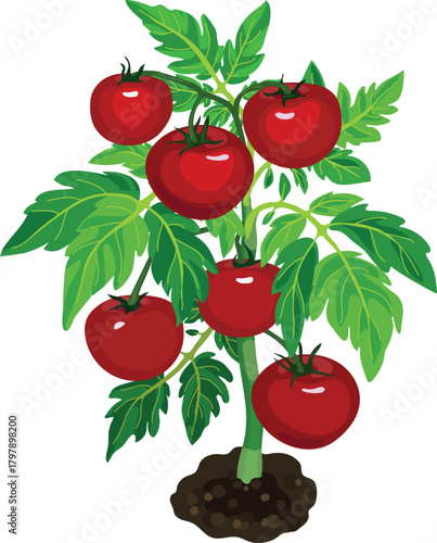 Tomato plant with big ripe red fruits and green leaves isolated on white background	