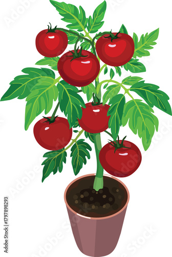 Tomato plant with big ripe red fruits and green leaves isolated on white background