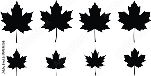 Maple leaf silhouettes, black vector icons, botanical foliage shapes, autumn design elements, nature graphics, isolated leaf forms, seasonal plant outlines