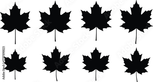 Maple leaf silhouettes, black vector icons, botanical shapes, nature design elements, foliage outlines, autumn graphics, isolated leaf forms, seasonal assets