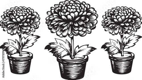 Elegant chrysanthemum flowers in pots, a beautiful floral display for greeting cards or invitations