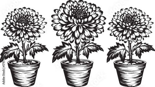 Elegant monochrome chrysanthemum flowers in pots, a stunning botanical design for creative projects and designs