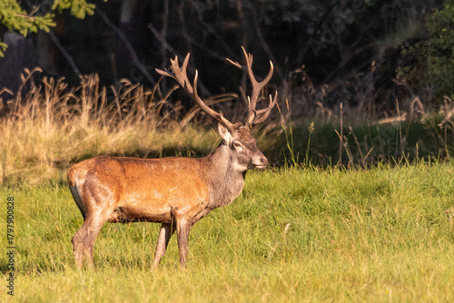 deer in the wild