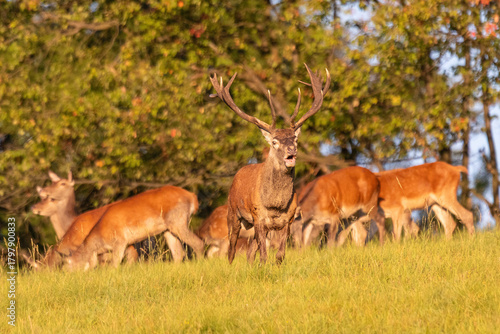 deer whit deo