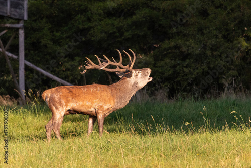 deer in the woods